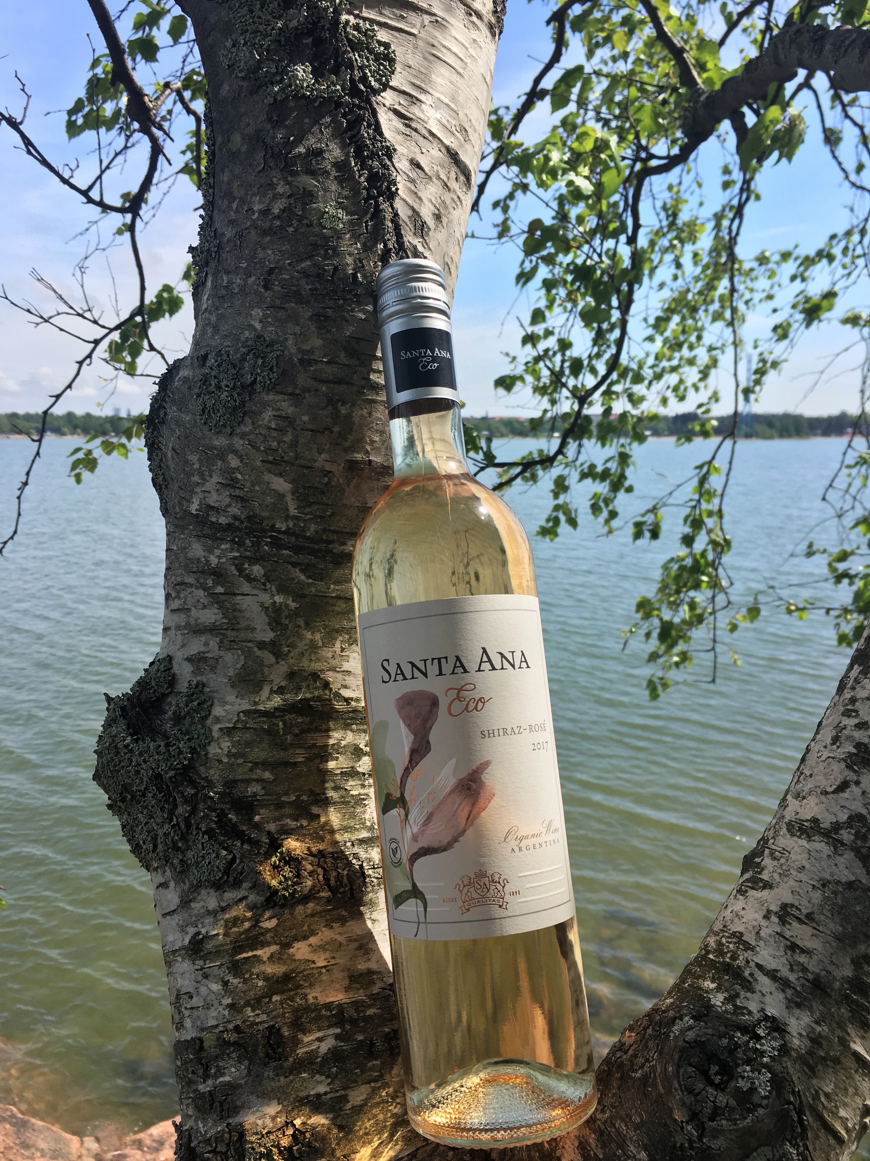 Santa Ana Eco Rosé ja koivu